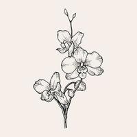 Hand drawn orchid collection vector