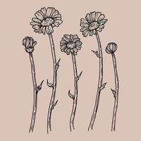 Hand drawn flower collection vector