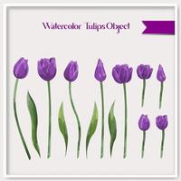 Vector watercolor tulips object collection