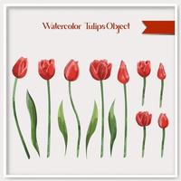 Vector watercolor tulips object collection