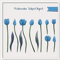 Vector watercolor tulips object collection