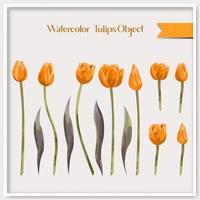 Vector watercolor tulips object collection