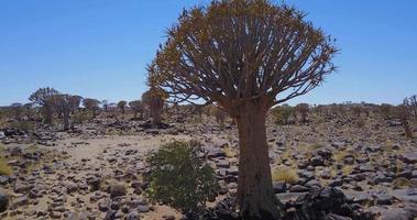 Pijlkoker bomen van Namibië, uniek natuur video