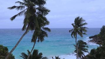 panorama costa com Palma árvores e ondas dentro a seychelles video