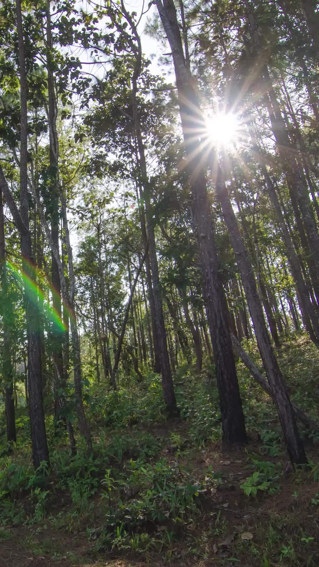 timelapse vertical view of sunny magical forest in the rays of the