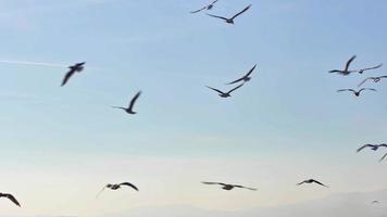 mouettes des oiseaux en volant dans le ciel video