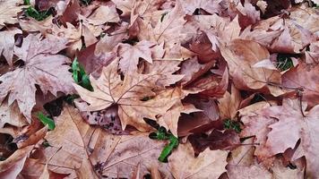 seco otoño árbol hojas caído a el suelo video