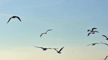 gaviotas aves volador en el cielo video