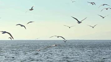 seagulls och horisont horisont flygande över de ändlös hav video