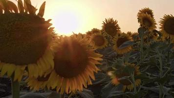 zonnebloemen zwaaien de langzame wind in het veld video