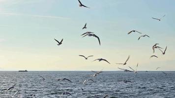 Möwen und Horizont Horizont fliegend Über das endlos Ozean video