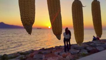 suspensão milho espigas de a oceano e humano silhuetas às pôr do sol às de praia video