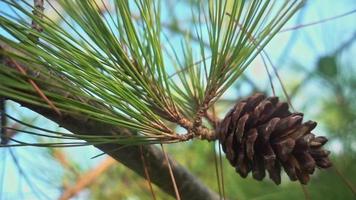 cono su pino albero ramo video