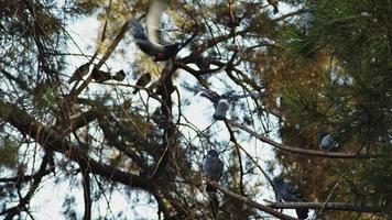 pombos empoleirado em pinho árvore galhos video