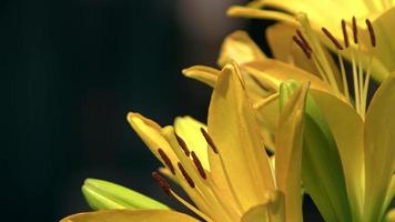 Close-up Detail Of Yellow Lily Flower video