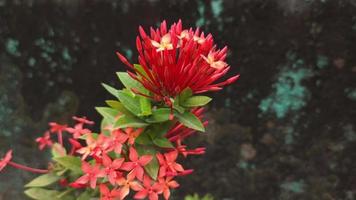 Red flowers move beautifully in the wind video