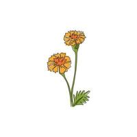 Dibujo de línea continua única de Beauty Fresh Tagetes erecta para decoración del hogar Impresión de póster de arte de pared. flor de caléndula decorativa para marco de tarjeta floral. Ilustración de vector de diseño de dibujo de una línea moderna