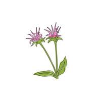 Un dibujo de línea continua Beauty Fresh Bergamot Monarda para decoración del hogar Impresión de póster de arte de pared. concepto decorativo de la flor del bálsamo de abeja para la tarjeta de felicitación. Ilustración de vector de diseño de dibujo de línea única de moda