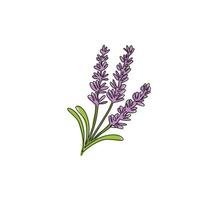 dibujo de línea continua única de lavandula fresca de belleza para el logotipo del jardín. Flor de lavanda decorativa imprimible para la decoración de la pared del hogar. Ilustración de vector de diseño de dibujo de una línea moderna