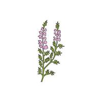 Dibujo de línea continua única Beauty Fresh Heather para decoración del hogar Impresión de póster de arte de pared. flor decorativa de calluna vulgaris para tarjeta de invitación floral. Ilustración de vector de diseño de dibujo de una línea moderna