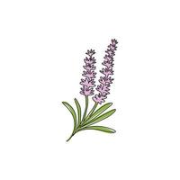 belleza de dibujo de una sola línea de lavandula fresca para decoración de pared del hogar póster de impresión de arte. flor de lavanda decorativa para adorno de tarjetas de felicitación. Ilustración de vector de diseño de dibujo de línea continua moderna