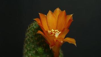 schön Kaktus Blume Blühen Zeit Ablauf isoliert auf schwarz Hintergrund. video