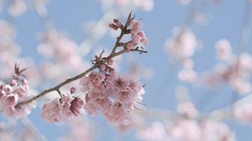 rosa körsbär blommor gren i vår blomma. japansk sakura. hanami festival. video