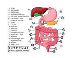 The Part of Internal Human Digestive System, Vector Illustration