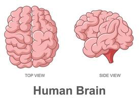 Human Brain in Top View and Side View, Vector Illustration