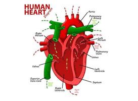 Human Heart Diagram Anatomy, Vector Illustration