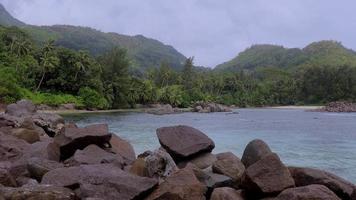 palma arboles en un tropical isla, seychelles video