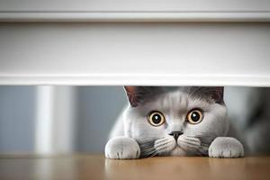 Portrait beautiful funny grey British cat peeking out from behind a white table with copy space photography photo