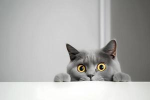 Portrait beautiful funny grey British cat peeking out from behind a white table with copy space photography photo