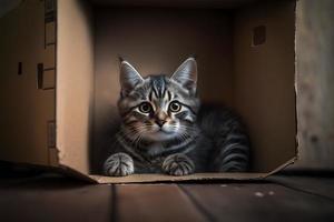 retrato linda gris atigrado gato en cartulina caja en piso a hogar fotografía foto