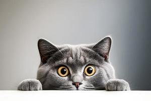 Portrait beautiful funny grey British cat peeking out from behind a white table with copy space photography photo