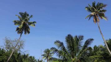 Palma árvores em uma tropical ilha, seychelles video
