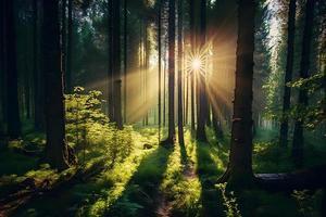 photos Beautiful forest in spring with bright sun shining through the trees photography