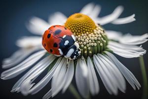 photo red ladybug on camomile flower, ladybird creeps on stem of plant in spring in garden in summer, photography