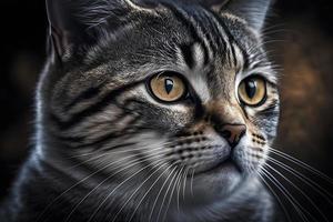 Portrait of a beautiful gray striped cat close up photography photo