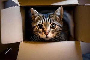 retrato linda gris atigrado gato en cartulina caja en piso a hogar fotografía foto