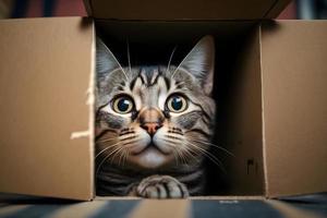 Portrait Cute grey tabby cat in cardboard box on floor at home photography photo