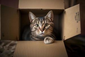 Portrait Cute grey tabby cat in cardboard box on floor at home photography photo