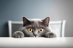 Portrait beautiful funny grey British cat peeking out from behind a white table with copy space photography photo