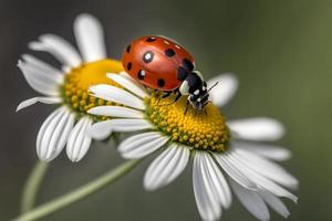 photo red ladybug on camomile flower, ladybird creeps on stem of plant in spring in garden in summer, photography