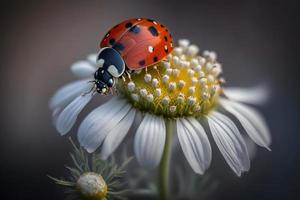 photo red ladybug on camomile flower, ladybird creeps on stem of plant in spring in garden in summer, photography