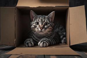 Portrait Cute grey tabby cat in cardboard box on floor at home photography photo