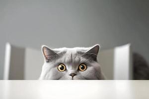 Portrait beautiful funny grey British cat peeking out from behind a white table with copy space photography photo