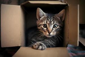 retrato linda gris atigrado gato en cartulina caja en piso a hogar fotografía foto