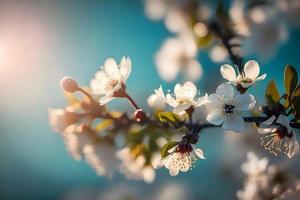 Photos Branches of blossoming cherry macro with soft focus on gentle light blue sky background in sunlight with copy space. Beautiful floral image of spring nature, photography