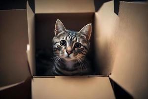 Portrait Cute grey tabby cat in cardboard box on floor at home photography photo